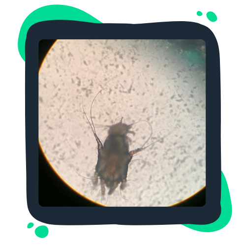 mite microscope