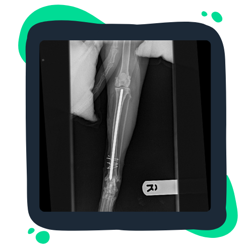 Xray photo xray photo