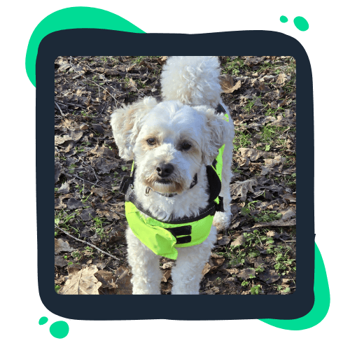 A white dog wearing a bright yellow vest is seen in a forest