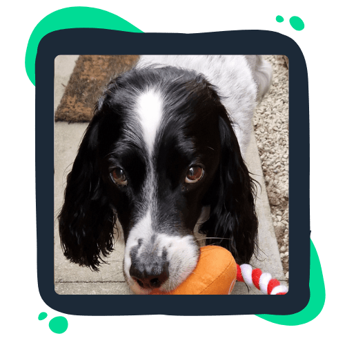 Out-of-Hours-support A playful dog holding a colorful toy in its mouth
