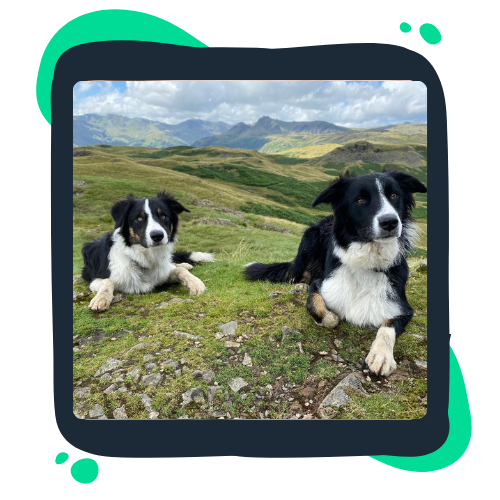 two dogs lying down with mountains in the background