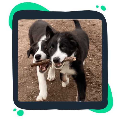 Two playful black and white puppies Two playful black and white puppies tugging on a stick in a grassy area