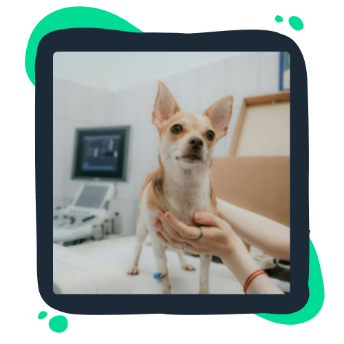 echo-img A person operates an ultrasound machine to examine a dog