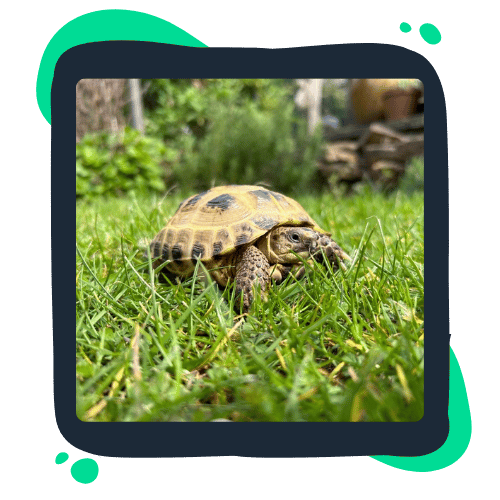norman shoebridge image A tortoise on green grass