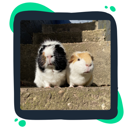 onlne-pharmacy-image Two guinea pigs sitting side by side on a wooden step