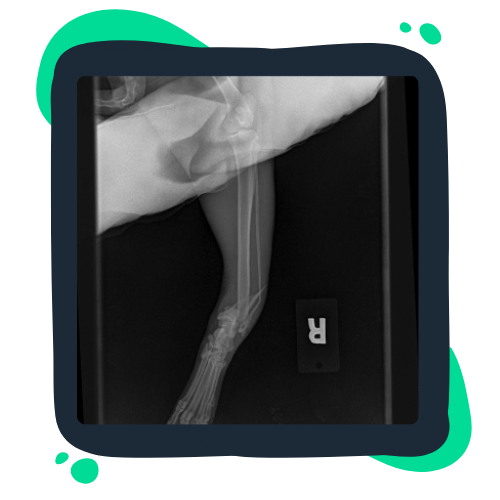 xray-img X-ray image highlighting bone structure and any potential fractures or abnormalities